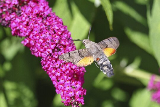 A swallowtail butterfly (Macroglossum stellatarum) feeding on nectar from a butterfly bush (Buddleja), Wilnsdorf, North Rhine-Westphalia, Germany