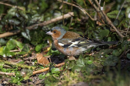 A male chaffinch (Fringilla coelebs) sitting on the forest floor, surrounded by green plants and shady surroundings, Baden-W&uuml;rttebberg, Germany