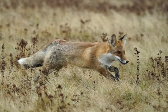 Red fox (Vulpes vulpes) running in a meadow, Czech Republic