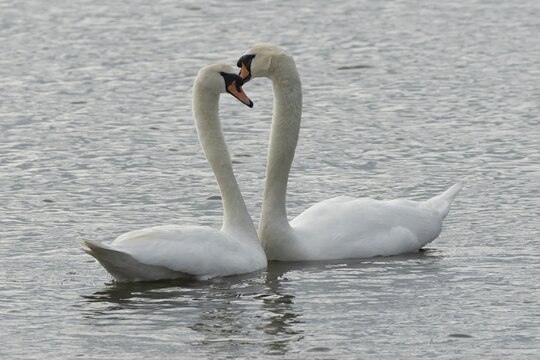 Mute swan (Cygnus olor) two adult birds performing their courtship love display on the water of a lake, England, United Kingdom