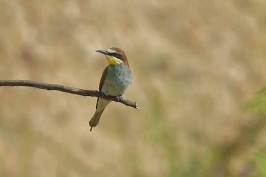 Bee-eater (Merops apiaster) sitting on a branch, front view, Rhineland-Palatinate, Germany