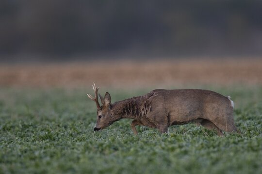 Roebuck in field, Germany