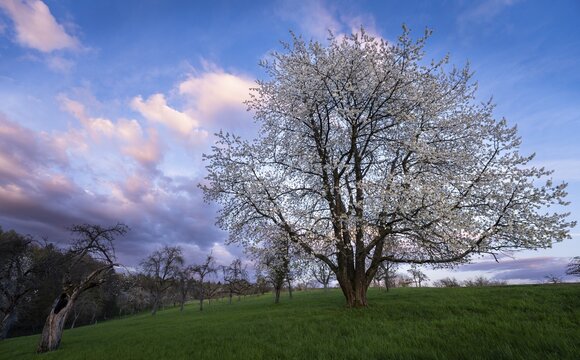 A white blossoming fruit tree in a meadow in spring, in the background more trees and forest. Blue sky, after sunset, some coloured clouds in the sky. Small Odenwald, Rhine-Neckar district, Baden-W&uuml;rttemberg, Germany