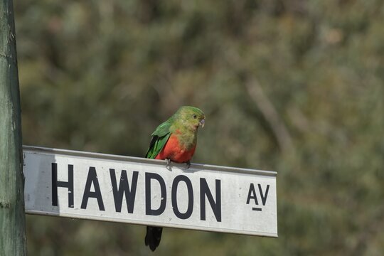 Australian king parrot (Alisterus scapularis) adult female bird on a street sign, Kennett River, Victoria, Australia