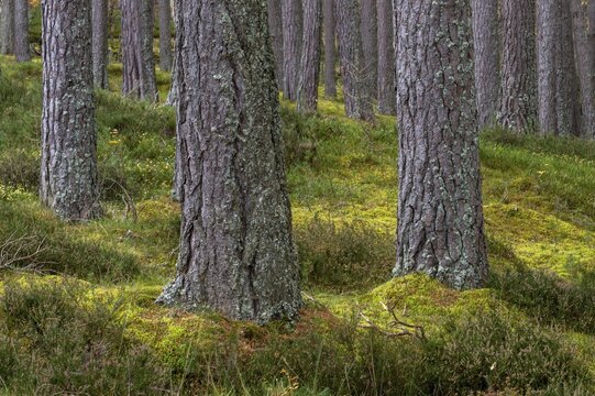 Pine (Pinaceae) in a forest in Scotland, Aviemore, Scotland, United Kingdom