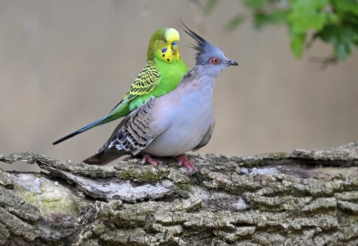Budgie (Melopsittacus undulatus) mates with crested pigeon (Ocyphaps lophotes), captive, Baden-W&uuml;rttemberg, Germany