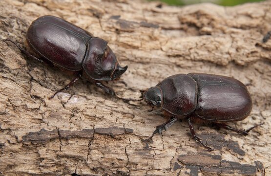European rhinoceros beetle, rhinoceros beetle, oryctes nasicornis, rhinoceros beetle, beetle, coleoptera, female, insects, beetles, male, female