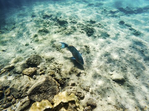 Parrotfish (Scarinae), Underwater, Galapagos, Ecuador