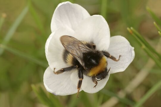 Large earth bumblebee (Bombus terrestris) on crocus (Crocus spec.), North Rhine-Westphalia, Germany