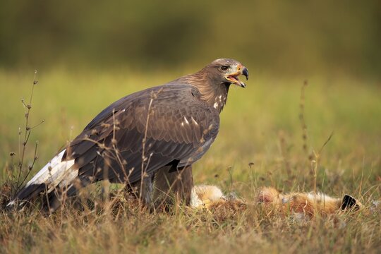 Golden eagle (Aquila chrysaetos), adult, calling with captured fox, Slovakia