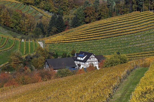 Half-timbered house between autumnally coloured vines, near Durbach, Ortenaukreis, Black Forest, Baden-W&uuml;rttemberg, Germany