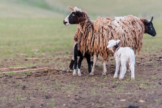 A female Jacob sheep (Ovis ammon F. aries) is nursing her two lambs in a meadow. Austria