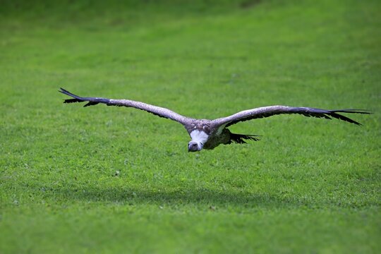 Eurasian Griffon or Griffon Vulture (Gyps fulvus), adult, in flight, captive, Eifel, Germany
