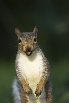 Grey squirrel (Sciurus carolinensis) adult animal with a Hazel tree nut in its mouth in the autumn, England, United Kingdom