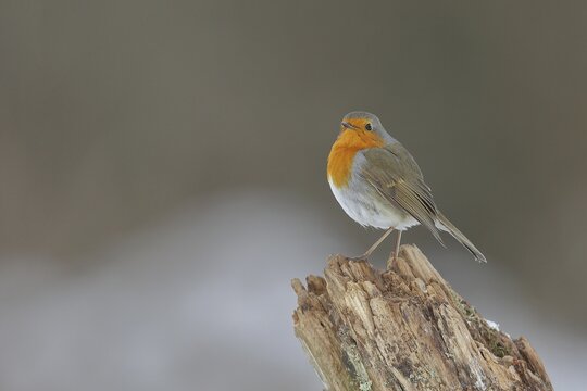 European robin (Erithacus rubecula), sitting on an old tree stump on the ground, Wilden, North Rhine-Westphalia