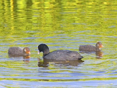 Common coot (Fulica atra), coot feeding chicks, Texel Island, Netherlands