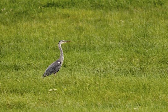 Grey heron (Ardea cinerea), Vulkaneifel, Rhineland-Palatinate, Germany