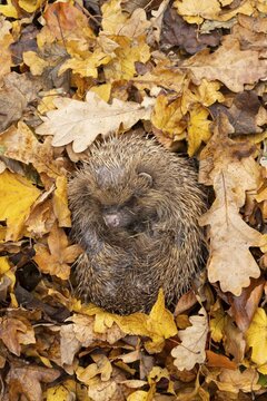 European hedgehog (Erinaceus europaeus) adult animal curled in a ball for hibernation on fallen autumn leaves in a garden, England, United Kingdom