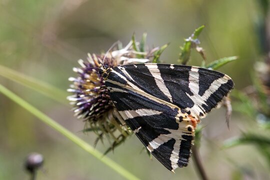 Callimorpha quadripunctaria, Euplagia quadripunctaria, jersey tiger, Panaxia quadripunctaria, Russian bear, Spanish flag, butterfly, insects, moths, moths, moths, butterfly