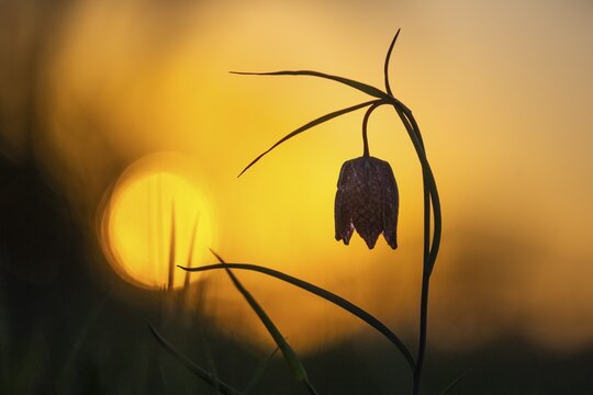Snake's Head Fritillary (Fritillaria meleagris) at sunrise in a wet meadow in spring, Berne, Lower Saxony, Germany
