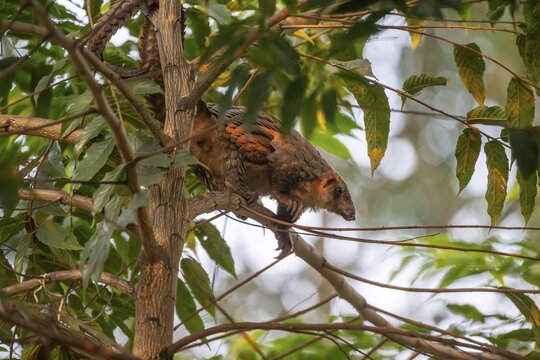 Pangolin climbing a tree, white-bellied pangolin (Phataginus tricuspis, Manis tricuspis), Western Region, Pangolin Rescue Center, Uganda