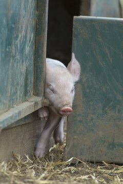 Domestic Pig (Sus scrofa domesticus), piglet squeezing out of a pigsty, Suffolk, United Kingdom