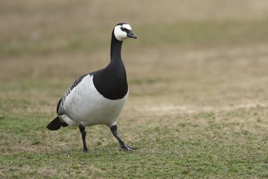 Barnacle goose (Branta leucopsis) adult bird on grassland, England, United Kingdom