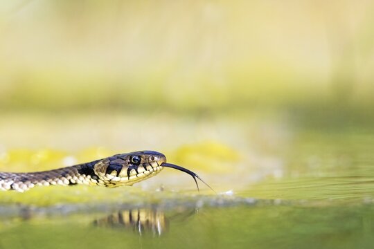 Grass snake (Natrix natrix), swimming, tonguing, Middle Elbe Biosphere Reserve, Germany