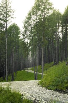 Winding gravel pathway through dense pine forest protected alpine nature reserve environmental conservation concept background Dolomites Italy summer daytime landscape