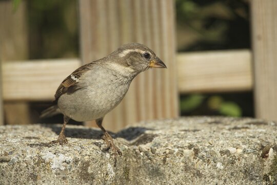 House sparrow (Passer domesticus) female in garden, Allg&auml;u, Bavaria, Germany