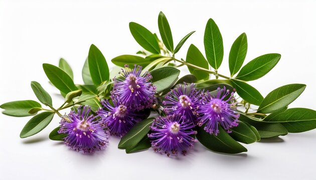 lush green leaves and bright purple flowers of vitex agnus castus isolated on a clear white background