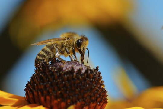 European honey bee (Apis mellifera) collecting nectar from a flower of yellow coneflower (Echinacea paradoxa), Wilden, North Rhine-Westphalia, Germany