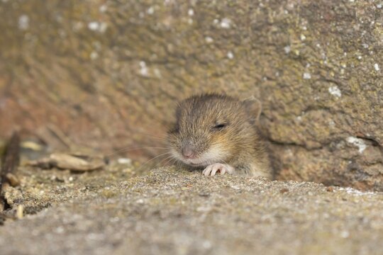 Brown rat (Rattus norvegicus) juvenile baby rodent animal emerging from a hole by a building brick wall, England, United Kingdom