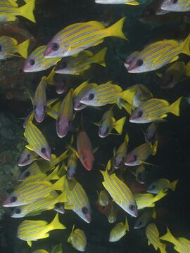 Shoal, group of bluestripe snapper (Lutjanus kasmira), Sodwana Bay National Park dive site, Maputaland Marine Reserve, KwaZulu Natal, South Africa