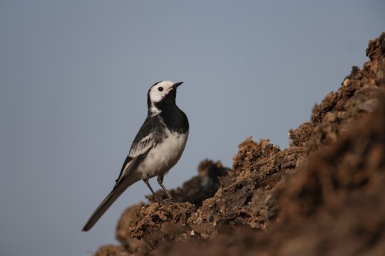 Pied wagtail (Motacilla alba) adult bird on a farmland muck heap in spring, Suffolk, England, United KIngdom