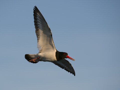 Oystercatcher (Haematopus ostralegus), Texel, West Frisian Islands, province of North Holland, Holland, The Netherlands