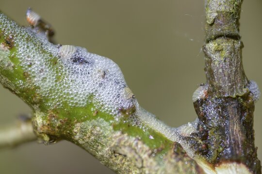 Aphrophora salicina, brown willow spittlebug, witch spit, cuckoo saliva, cuckoo spit, foam cicada, willow foaming cicada, insects, larva, larva, foam nest, cicadas
