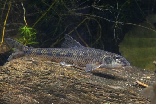 Gobio Gobio, Gr&uuml;ndling, Gudgeon, Cress, Fishes, Pisces