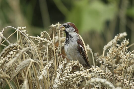 House Sparrow (Passer domesticus) foraging in a wheat field, Allg&auml;u, Bavaria, Germany Allg&auml;u, Bavaria, Germany