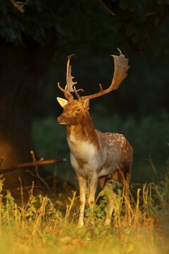 Fallow deer (Dama dama) adult male buck on the edge of a woodland, England, United Kingdom