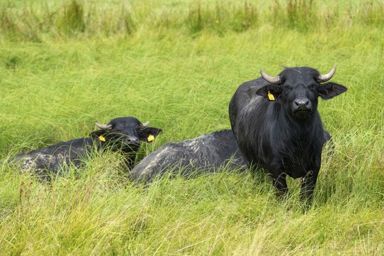 Bavaria, Bubalus Arnee, Even-t&ouml;d Ungulate, Upper Palatinate, Paarhufer, Tirschenreuth, Waldnaab, Waldnaabaue, water buffalo, wild willows Waldnaabaue, extensive grazing, mammals, mammals