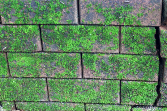 Vibrant green moss growing on a weathered brown brick wall in a close up outdoor garden setting