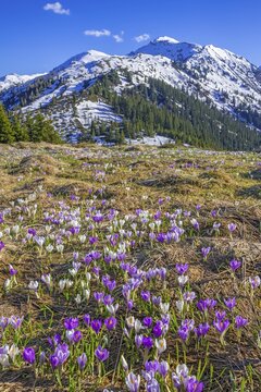 Spring mountain landscape with crocus vernus (Crocus albiflorus) and spruces, Gilfert in the background, Naunz, Tux Pre-Alps, Tyrol, Austria