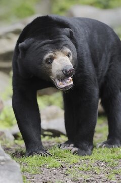 Malayan bear or sun bear (Helarctos malayanus, Ursus malayanus), captive, occurring in Southeast Asia