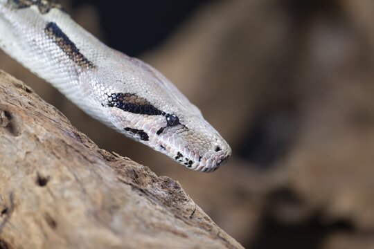 Royal python (Python regius) adult snake head portrait, England, United Kingdom, Captive