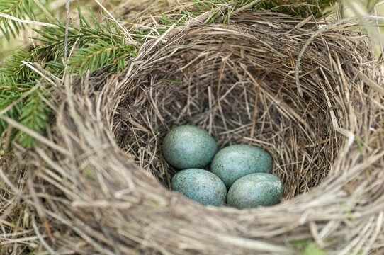 Blackbird, Turdus Merula, Birds, Clutch, Nest, Passeri, Songbirds, Songbirds, Birds