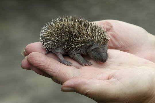 European hedgehog (Erinaceus europaeus) 7 days old, still blind juvenile, Allg&auml;u, Bavaria, Germany
