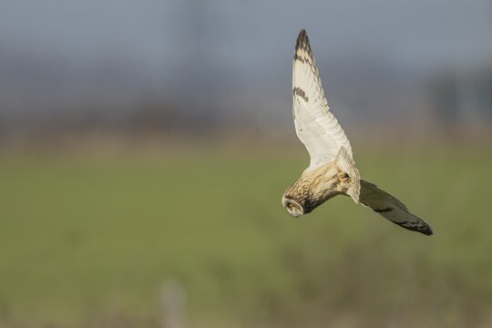 Short-eared owl (Asio flammeus) adult bird diving down in flight for prey in grassland, Kent, England, United Kingdom
