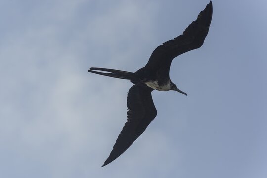 Female Great Frigatebird (Fregata minor) in flight, Isla Genovesa, Gal&aacute;pagos Islands