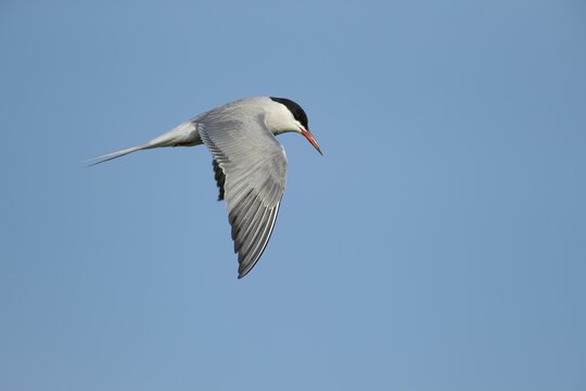 Common tern (Sterna hirundo) adult bird hovering in flight in the summer, England, United Kingdom